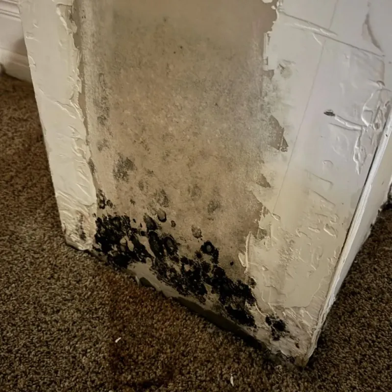 Professional Mold Removal in West Albany, NY